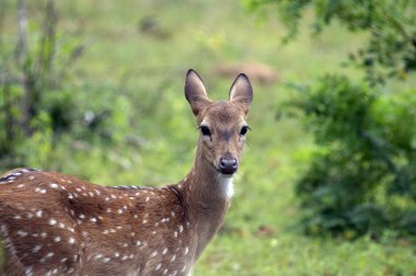 Bir Sri Lanka ekseni geyiğinin yakın çekimi, kahverengi kürkü ve beyaz benekleri çimenli tarlalara ve arka planda yeşil ağaçlara karışıyor..