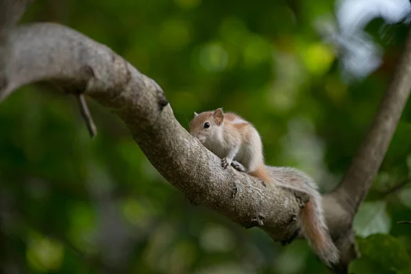 A squirrel nimbly climbs a tree branch, its claws digging into the bark.
