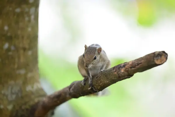 一只细长的松鼠坐在树枝上 它的尾巴缠在身上 它的毛是褐色的 背上有轻盈的条纹 — 图库照片