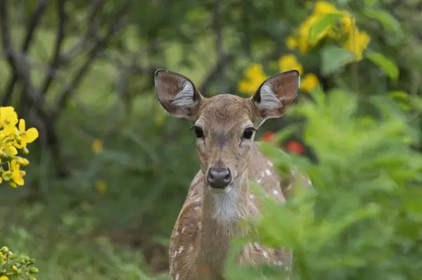 Young Deer Staring Camera Captured Yala National Park Sri Lanka — Stock Photo, Image