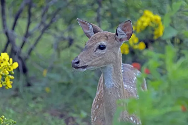 A deer stands in a field of wildflowers, its coat blending in with the yellow and green of the plants - captured at Yala National Park Sri Lanka.