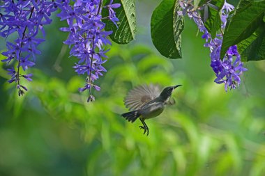 Mor popolu Sunbird dişisi menekşe çiçeklerinin arasında uçarken bulanık yeşil arka plana karşı - Galle Sri Lanka 'da kuş fotoğrafçılığı.