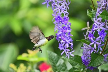 Galle Sri Lanka 'da bir çiçeğin nektarını emen mor popolu aykuşu..