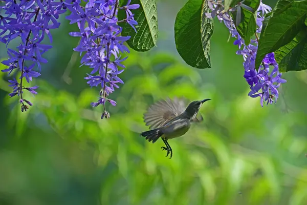 Purple Rumped Sunbird Female Flight Violet Flowers Blurred Green Background — Stok Foto