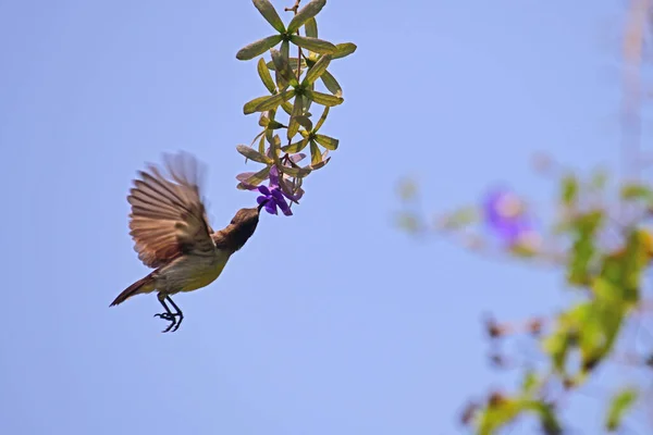 在斯里兰卡加勒拍摄的空中盘旋的紫色皱巴巴的太阳鸟正在吸吮花蜜 — 图库照片