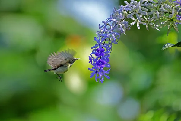 Sunbird Flight Front Flower Aiming Suck Nectar Captured Galle Sri — стоковое фото