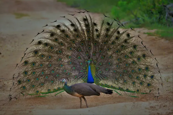 Peacock dances in front of Peahen before mating on a gravel road at Yala National Park Sri Lanka.