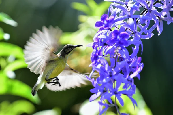 紫色斑纹的太阳鸟雌鸟在花朵前盘旋 试图用它长长的喙吸蜜 — 图库照片