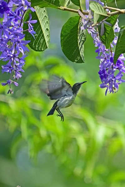 Sunbird hovering among violet flowers against green background to suck nectar - Bird photography at Galle Sri Lanka.