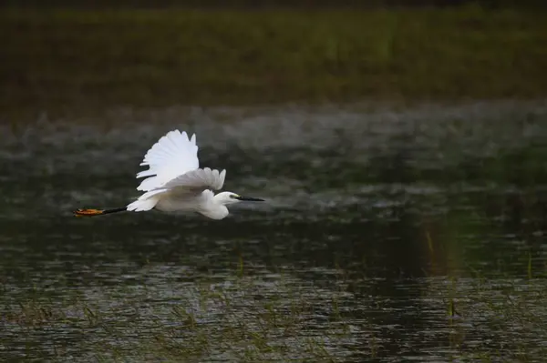 Pequeña Garza Volando Sobre Arrozal Inundado Después Una Fuerte Lluvia — Foto de Stock