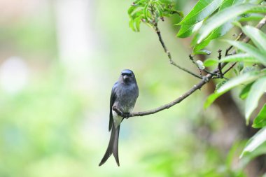 Beyaz karınlı drongo (Dicrurus caerulescens) bulanık arka plana karşı bir ağaç dalına tünemiş - Galle Sri Lanka 'da yakalandı