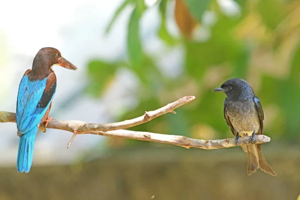 白腹龙 Dicrurus Caerulescens 和白喉翠鸟 Halcyon Smyrnensis 在同一枝上 在斯里兰卡加勒捕获 — 图库照片