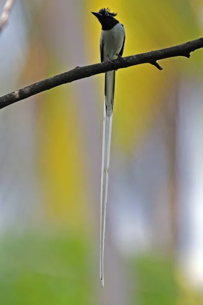 在斯里兰卡加勒捕获的印度天堂鸟 成年雄性在树枝上栖息 背景模糊 — 图库照片