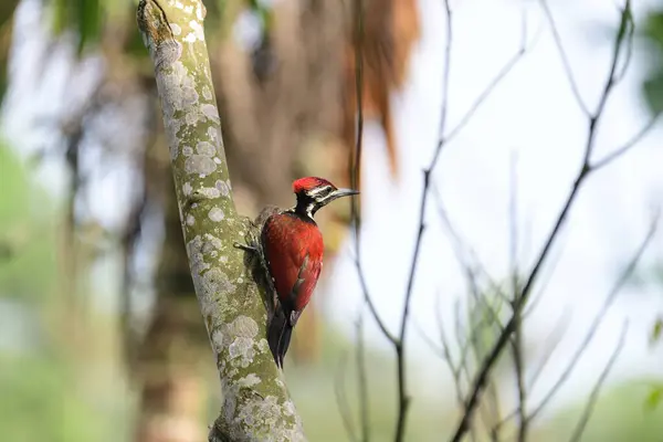 斯里兰卡红背啄木鸟 Ceylon Red Backed Woodpecker 或锡兰红背啄木鸟 Dinopium Psarode 栖息在一棵树上 背景模糊 — 图库照片