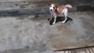 Hayatında ilk kez bir kurbağayla oynayan sevimli bir köpek yavrusu..