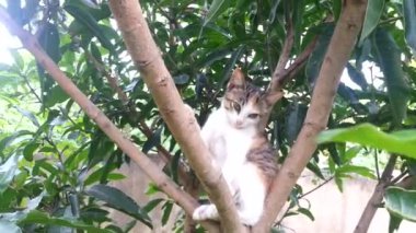 Uykucu şirin kedi yavrusu ağaca tırmandı ve dinlenmek için rahat bir yer buldu..