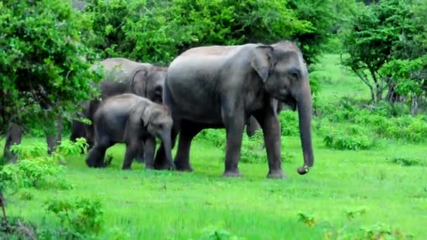 Stado Słoni Azjatyckich Czele Starszą Samicą Słonia Zwierzęca Wideografia Sri — Wideo stockowe