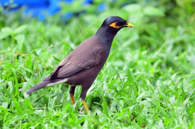Beyaz kanatlı, sarı gagalı ve sarı bacaklı büyük, siyah-kahverengi bir Myna. Cana yakın ve çoğu zaman gürültülü sürülerde bulunur. Saldırgan, sıklıkla diğer kuşları kaçırıyor.. 