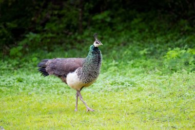 Yala Ulusal Parkı Sri Lanka 'da ele geçirilen Peahen izole edildi.