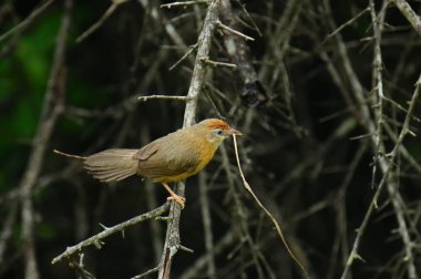 Tawny-Bellied Babbler (Pomatorhinus erythrogenys), kırmızı göbekli küçük kahverengi bir kuştur. Güney Asya 'ya özgüdür ve Hindistan, Sri Lanka ve Bangladeş' te bulunabilir. Yuva malzemesi toplanıyor.