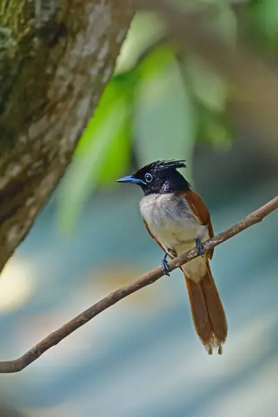 This Asian Paradise Flycatcher female is a small, colorful bird and is a skilled insectivore captured at Galle Sri Lanka.