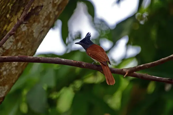 Asian Paradise Flycatcher female is a small, colorful bird and is a skilled insectivore captured at Galle Sri Lanka.