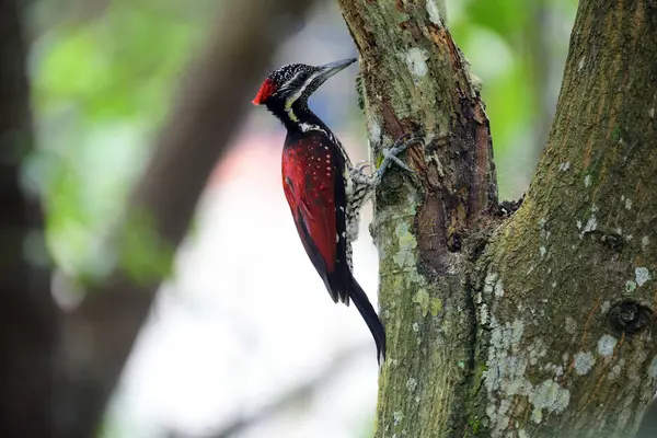 Red-backed flameback, Lesser Sri Lanka flameback,  woodpecker or Ceylon red-backed woodpecker (Dinopium psarodes ) is a species of bird in the family Picidae. It is endemic to Sri Lanka.