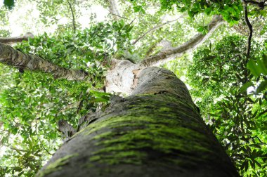 Sri Lanka 'da bir yağmur ormanında büyük bir ağaç bulundu..