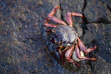 Yengeçler fotoğrafçılığı kapatır - Galle Sri Lanka 'da yakalanır.