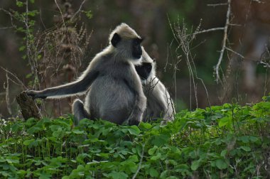 Yala Ulusal Parkı Sri Lanka 'da gri langur maymunları.