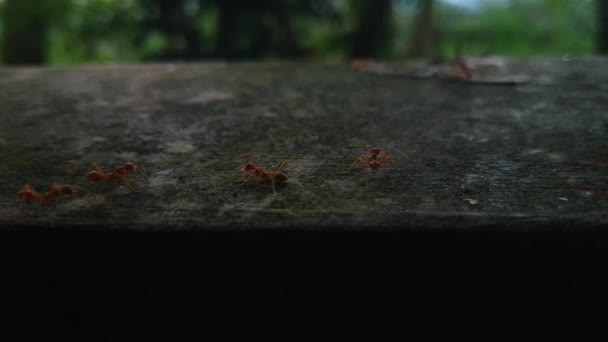 Muito Ocupado Red Ants Ação Macro Vídeo — Vídeo de Stock