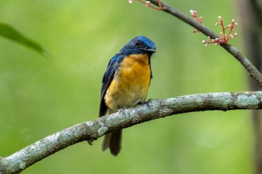 Tickell 'in mavi sinekkapanı yeşil arka planda bir ağaç dalına tünemişti..