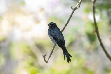 Beyaz karınlı bir Drongo zarif bir şekilde ince bir dala tünemiş, parlak siyah-mavi tüyleri yumuşak beyaz göbeğiyle çelişiyor. Bulanık arkaplandaki yemyeşil alandan geçen güneş ışığı filtreleri.