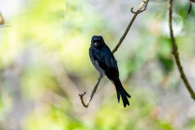 Beyaz karınlı bir Drongo zarif bir şekilde ince bir dala tünemiş, parlak siyah-mavi tüyleri yumuşak beyaz göbeğiyle çelişiyor. Bulanık arkaplandaki yemyeşil alandan geçen güneş ışığı filtreleri.