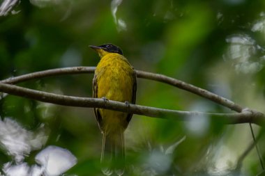  Siyah başlıklı Bulbul zarif bir şekilde ince bir dala tünemiş, parlak siyah kafasıyla çarpıcı bir şekilde çarpıcı sarı gövdesi var. Etrafı yemyeşil yeşilliklerle çevrili kuşlar dikkatli bakar ve tüylü tüyler tropikal ormanların güzelliğini yakalar..