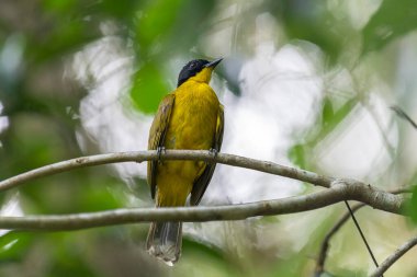  Siyah başlıklı Bulbul zarif bir şekilde ince bir dala tünemiş, parlak siyah kafasıyla çarpıcı bir şekilde çarpıcı sarı gövdesi var. Etrafı yemyeşil yeşilliklerle çevrili kuşlar dikkatli bakar ve tüylü tüyler tropikal ormanların güzelliğini yakalar..
