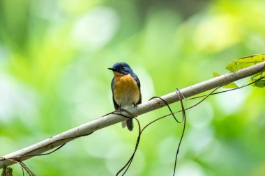  Tickell 'in mavi sinekkapanı parlak mavi bir renk olan bir dala tünemiş, parlak mavi bir kafa ve sırt turuncu bir göğüs ile tezat, bulanık yeşil arka plan karşı durarak, onun narin formunu vurguluyor.
