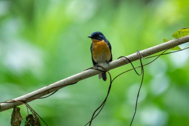  Tickell 'in mavi sinekkapanı parlak mavi bir renk olan bir dala tünemiş, parlak mavi bir kafa ve sırt turuncu bir göğüs ile tezat, bulanık yeşil arka plan karşı durarak, onun narin formunu vurguluyor.