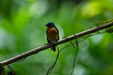  Tickell 'in mavi sinekkapanı parlak mavi bir renk olan bir dala tünemiş, parlak mavi bir kafa ve sırt turuncu bir göğüs ile tezat, bulanık yeşil arka plan karşı durarak, onun narin formunu vurguluyor.