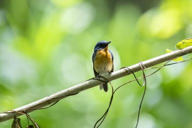  Tickell 'in mavi sinekkapanı parlak mavi bir renk olan bir dala tünemiş, parlak mavi bir kafa ve sırt turuncu bir göğüs ile tezat, bulanık yeşil arka plan karşı durarak, onun narin formunu vurguluyor.