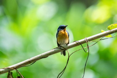  Tickell 'in mavi sinekkapanı parlak mavi bir renk olan bir dala tünemiş, parlak mavi bir kafa ve sırt turuncu bir göğüs ile tezat, bulanık yeşil arka plan karşı durarak, onun narin formunu vurguluyor.