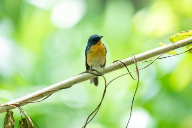  Tickell 'in mavi sinekkapanı parlak mavi bir renk olan bir dala tünemiş, parlak mavi bir kafa ve sırt turuncu bir göğüs ile tezat, bulanık yeşil arka plan karşı durarak, onun narin formunu vurguluyor.