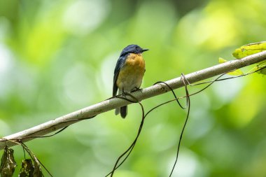 Tickell 'in mavi sinekkapanı parlak mavi bir renk olan bir dala tünemiş, parlak mavi bir kafa ve sırt turuncu bir göğüs ile tezat, bulanık yeşil arka plan karşı durarak, onun narin formunu vurguluyor.