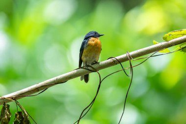  Tickell 'in mavi sinekkapanı parlak mavi bir renk olan bir dala tünemiş, parlak mavi bir kafa ve sırt turuncu bir göğüs ile tezat, bulanık yeşil arka plan karşı durarak, onun narin formunu vurguluyor.