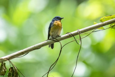  Tickell 'in mavi sinekkapanı parlak mavi bir renk olan bir dala tünemiş, parlak mavi bir kafa ve sırt turuncu bir göğüs ile tezat, bulanık yeşil arka plan karşı durarak, onun narin formunu vurguluyor.