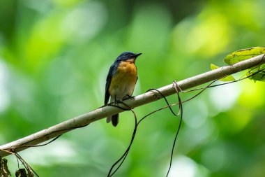  Tickell 'in mavi sinekkapanı parlak mavi bir renk olan bir dala tünemiş, parlak mavi bir kafa ve sırt turuncu bir göğüs ile tezat, bulanık yeşil arka plan karşı durarak, onun narin formunu vurguluyor.