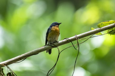  Tickell 'in mavi sinekkapanı parlak mavi bir renk olan bir dala tünemiş, parlak mavi bir kafa ve sırt turuncu bir göğüs ile tezat, bulanık yeşil arka plan karşı durarak, onun narin formunu vurguluyor.