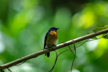 Tickell 'in mavi sinekkapanı parlak mavi bir renk olan bir dala tünemiş, parlak mavi bir kafa ve sırt turuncu bir göğüs ile tezat, bulanık yeşil arka plan karşı durarak, onun narin formunu vurguluyor.