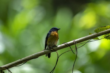  Tickell 'in mavi sinekkapanı parlak mavi bir renk olan bir dala tünemiş, parlak mavi bir kafa ve sırt turuncu bir göğüs ile tezat, bulanık yeşil arka plan karşı durarak, onun narin formunu vurguluyor.