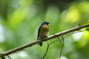  Tickell 'in mavi sinekkapanı parlak mavi bir renk olan bir dala tünemiş, parlak mavi bir kafa ve sırt turuncu bir göğüs ile tezat, bulanık yeşil arka plan karşı durarak, onun narin formunu vurguluyor.